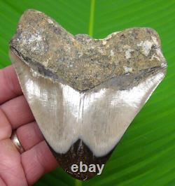 4.40 Megalodon Shark Tooth Real Fossil NO RESTORATIONS Sharks Teeth