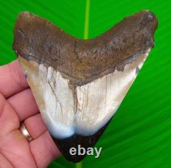 4.40 Megalodon Shark Tooth Real Fossil NO RESTORATIONS Sharks Teeth