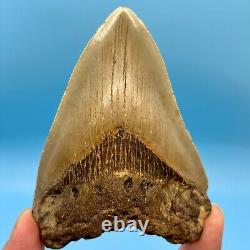 4.42 Megalodon Shark Tooth Excellent Serrations! No Restoration or Repair