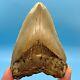 4.42 Megalodon Shark Tooth Excellent Serrations! No Restoration Or Repair
