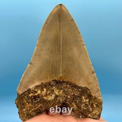 4.42 Megalodon Shark Tooth Excellent Serrations! No Restoration or Repair