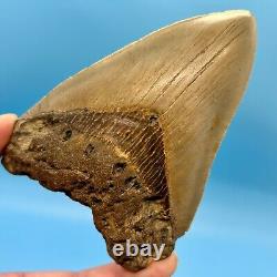 4.42 Megalodon Shark Tooth Excellent Serrations! No Restoration or Repair