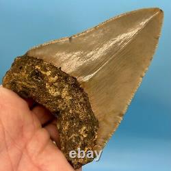 4.42 Megalodon Shark Tooth Excellent Serrations! No Restoration or Repair