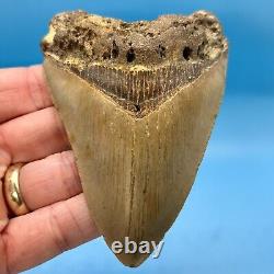 4.42 Megalodon Shark Tooth Excellent Serrations! No Restoration or Repair