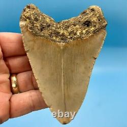 4.42 Megalodon Shark Tooth Excellent Serrations! No Restoration or Repair