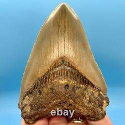 4.42 Megalodon Shark Tooth Excellent Serrations! No Restoration or Repair