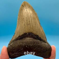 4.43 Megalodon Shark Tooth No Restoration or Repair High Quality