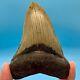 4.43 Megalodon Shark Tooth No Restoration Or Repair High Quality