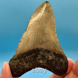 4.43 Megalodon Shark Tooth No Restoration or Repair High Quality