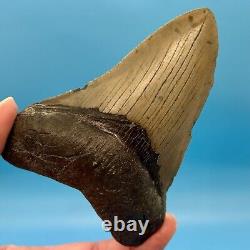 4.43 Megalodon Shark Tooth No Restoration or Repair High Quality