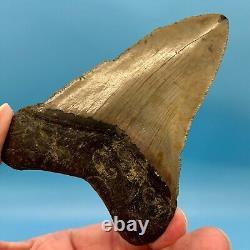 4.43 Megalodon Shark Tooth No Restoration or Repair High Quality