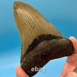 4.43 Megalodon Shark Tooth No Restoration or Repair High Quality