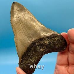 4.43 Megalodon Shark Tooth No Restoration or Repair High Quality