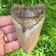 4.43 Peruvian Megalodon Shark Tooth Gold Bourlette Rare Location