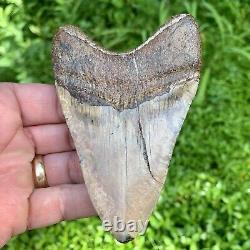 4.43 Peruvian Megalodon Shark Tooth Gold Bourlette Rare Location