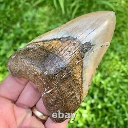 4.43 Peruvian Megalodon Shark Tooth Gold Bourlette Rare Location