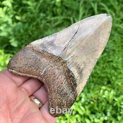 4.43 Peruvian Megalodon Shark Tooth Gold Bourlette Rare Location