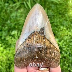 4.43 Peruvian Megalodon Shark Tooth Gold Bourlette Rare Location