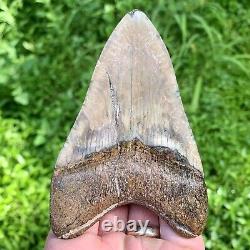 4.43 Peruvian Megalodon Shark Tooth Gold Bourlette Rare Location