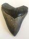4.44 Megalodon Shark Tooth Fossil, Super High End