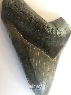 4.44 Megalodon Shark Tooth fossil, Super High End