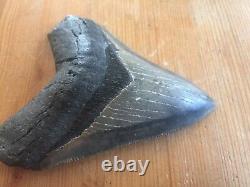 4.44 Megalodon Shark Tooth fossil, Super High End