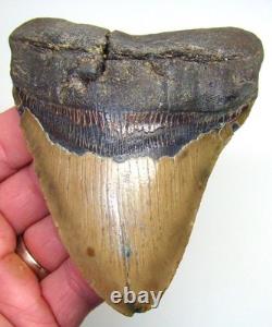4.45 Megalodon Shark Tooth Real Fossil North Carolina, USA NO Restoration