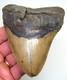 4.45 Megalodon Shark Tooth Real Fossil North Carolina, Usa No Restoration