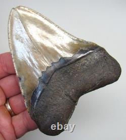 4.45 Megalodon Shark Tooth Real Fossil North Carolina, USA NO Restoration
