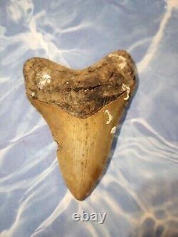 4.45 Megalodon Tooth Serrated Extinct Fossil Shark teeth No Restoration A076