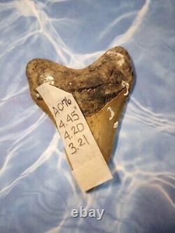 4.45 Megalodon Tooth Serrated Extinct Fossil Shark teeth No Restoration A076