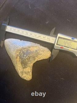 4.46 Inch Real Megalodon Shark Tooth Fossil Genuine Prehistoric Meg Teeth #091