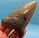 4.46 Megalodon Shark Tooth Excellent Serrations! No Restoration Or Repair