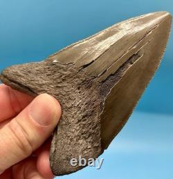 4.46 Megalodon Shark Tooth Excellent Serrations! No Restoration or Repair