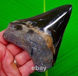 4.50 Megalodon Shark Tooth Real Fossil NO RESTORATIONS Sharks Teeth