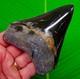 4.50 Megalodon Shark Tooth Real Fossil No Restorations Sharks Teeth