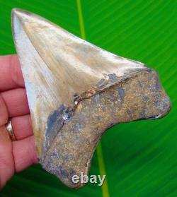 4.50 Megalodon Shark Tooth Real Fossil NO RESTORATIONS Sharks Teeth