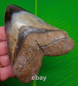 4.50 Megalodon Shark Tooth Real Fossil North Carolina, USA No Restoration
