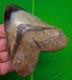 4.50 Megalodon Shark Tooth Real Fossil North Carolina, Usa No Restoration