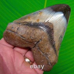 4.50 Megalodon Shark Tooth Real Fossil North Carolina, USA No Restoration