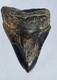 4.57 Megalodon Tooth Jet Black Front, Marbled Back With Prehistoric Clam Hole