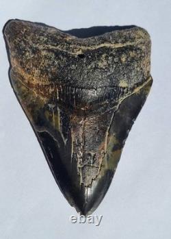 4.57 Megalodon Tooth Jet Black Front, Marbled Back with Prehistoric Clam Hole