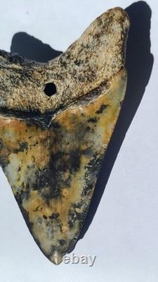 4.57 Megalodon Tooth Jet Black Front, Marbled Back with Prehistoric Clam Hole