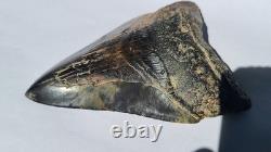4.57 Megalodon Tooth Jet Black Front, Marbled Back with Prehistoric Clam Hole