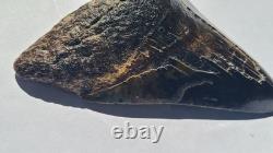 4.57 Megalodon Tooth Jet Black Front, Marbled Back with Prehistoric Clam Hole