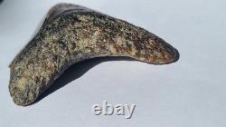 4.57 Megalodon Tooth Jet Black Front, Marbled Back with Prehistoric Clam Hole