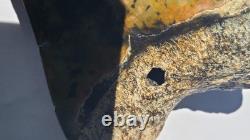 4.57 Megalodon Tooth Jet Black Front, Marbled Back with Prehistoric Clam Hole
