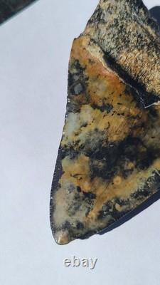 4.57 Megalodon Tooth Jet Black Front, Marbled Back with Prehistoric Clam Hole 4.57 Megalodon Tooth Jet Black Front, Marbled Back with Prehistoric Clam Hole