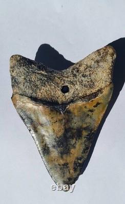 4.57 Megalodon Tooth Jet Black Front, Marbled Back with Prehistoric Clam Hole