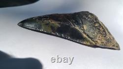 4.57 Megalodon Tooth Jet Black Front, Marbled Back with Prehistoric Clam Hole 4.57 Megalodon Tooth Jet Black Front, Marbled Back with Prehistoric Clam Hole